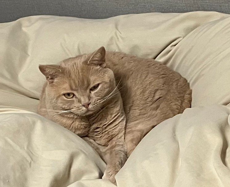 猫がお迎えに来ないと思ったら…→ユーモラスでかわいい「くつろいだ姿」に笑ってしまう