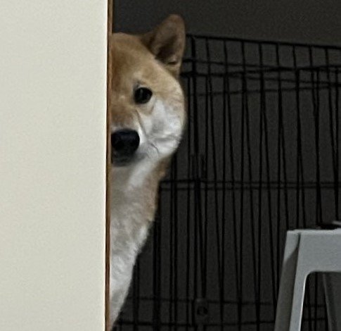 出所：@fufufufufu_ta