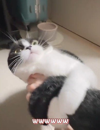 出所：@saburou214