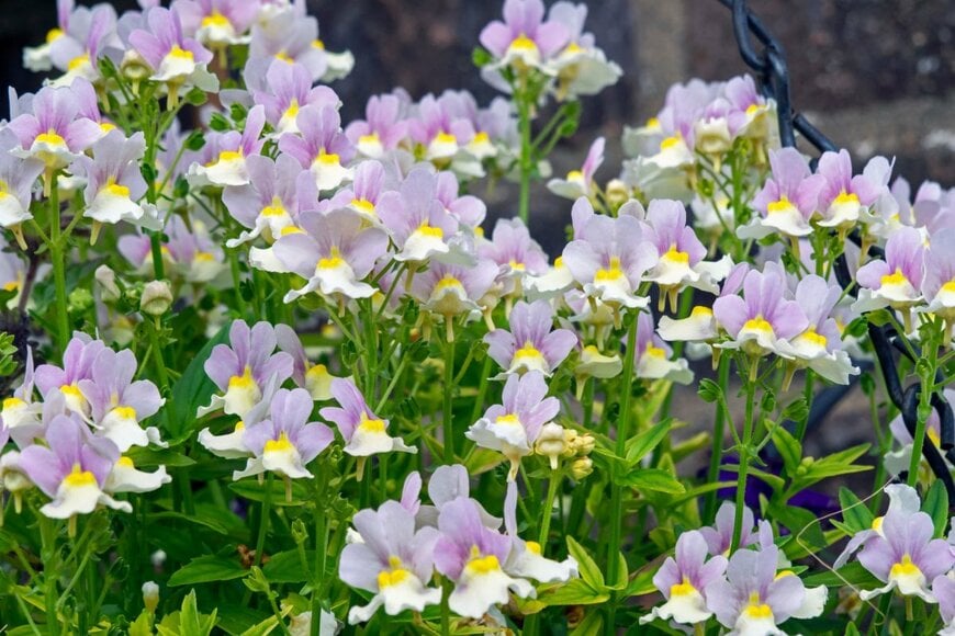 AngieC333/shutterstock.com