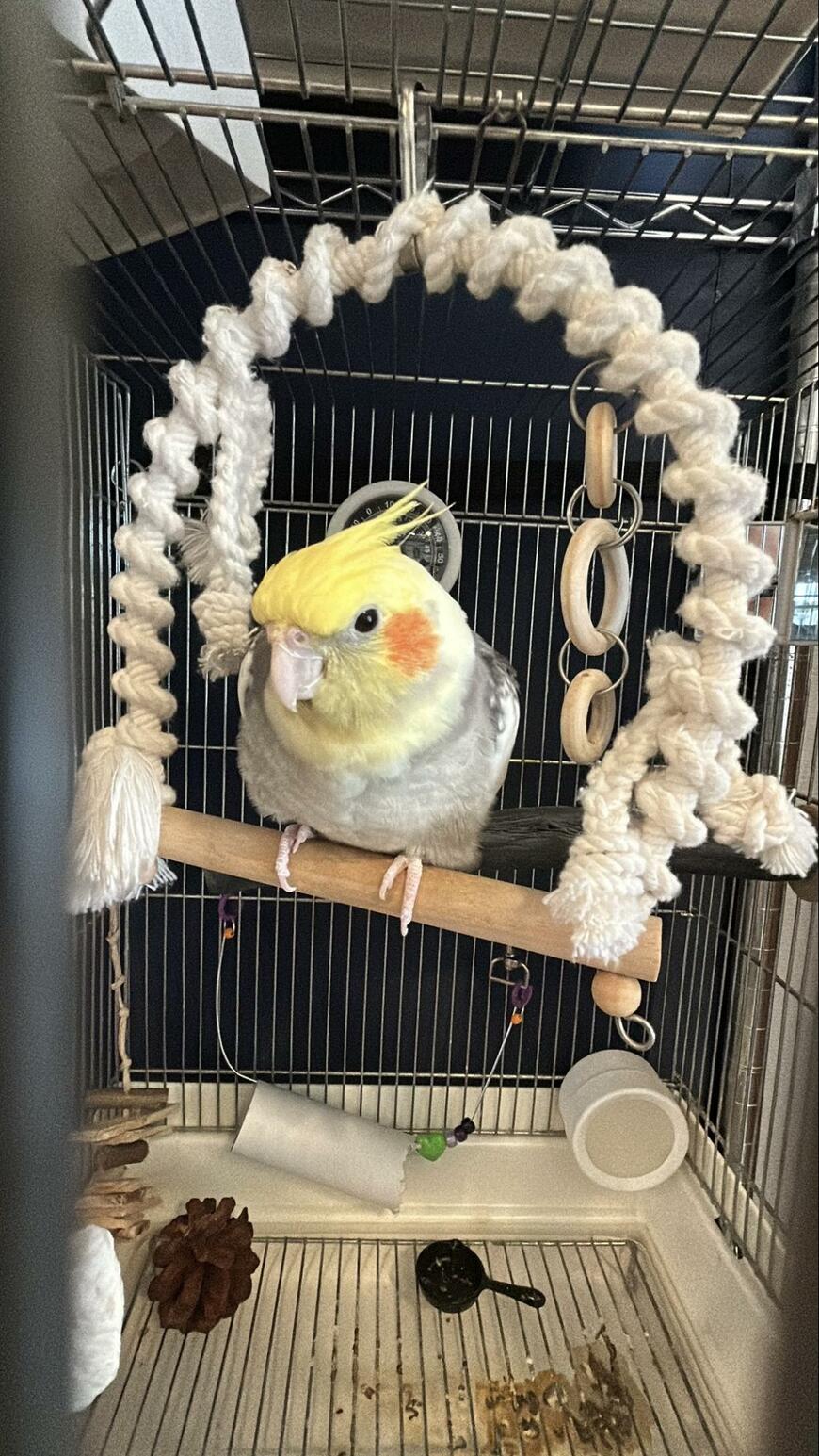 出所：@okamenolunaya