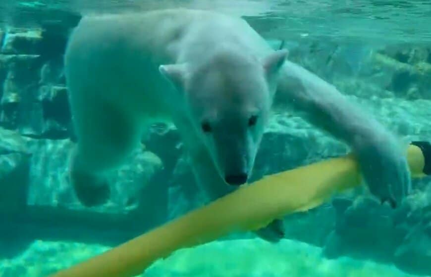【神戸市立王子動物園】「お客さんがいないなぁ」でも休園日も元気いっぱい！水中でおもちゃを使って遊ぶホッキョクグマ「ゆめ」の姿に癒やされる（兵庫県）