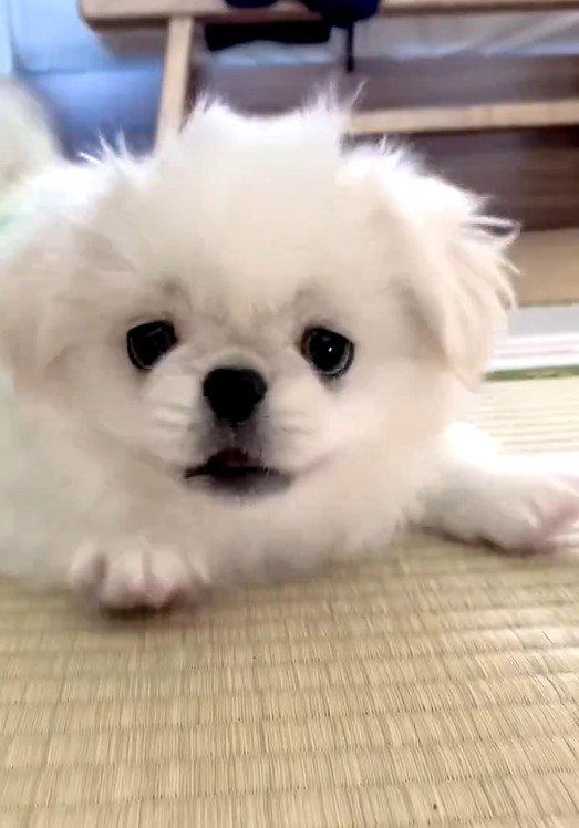 出所：@The_Mucho_World