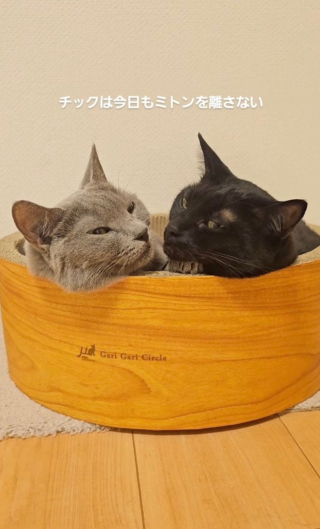 【離さない！】猫ちゃん2匹の寝姿をよく見ると…→かわいい関係性に癒される人続出