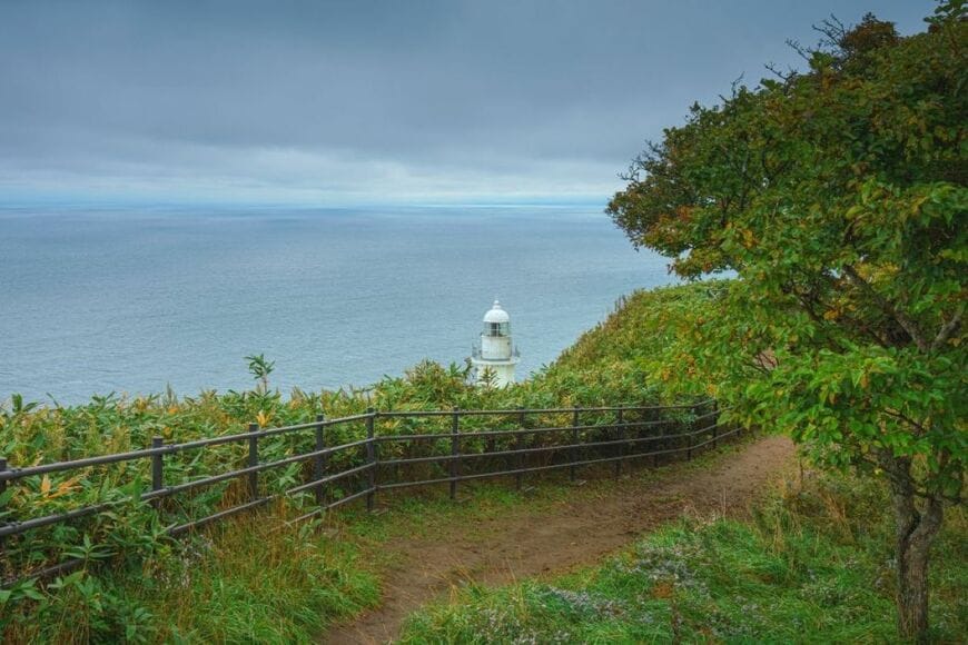 北海道の浜辺に打ち上げられていた「巨大な海洋生物」に思わず二度見　まさかの「大物」との遭遇が話題