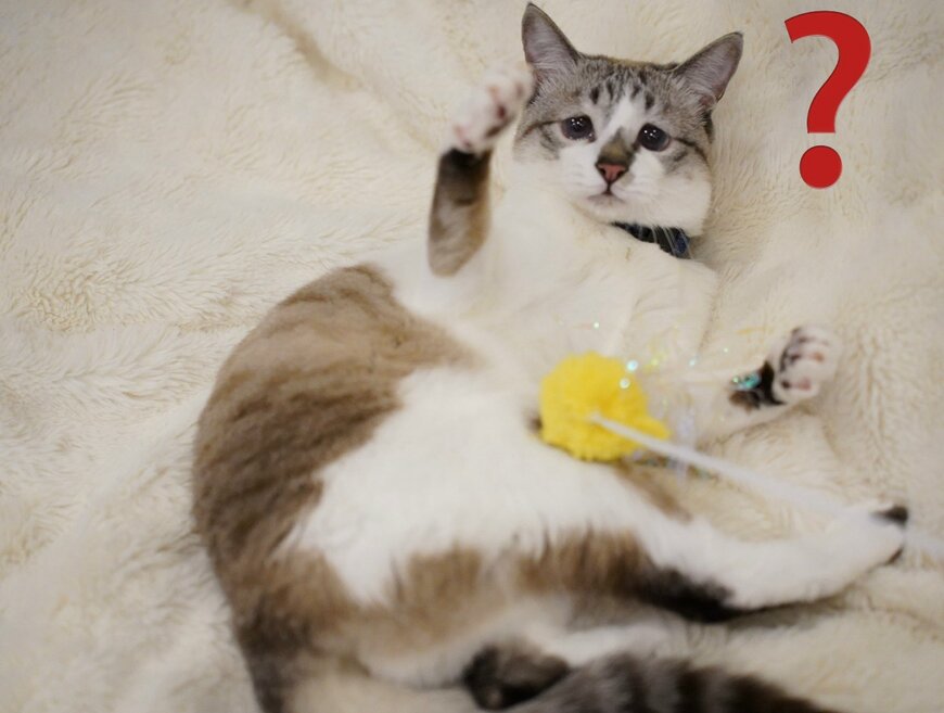 出所：@piennekomint