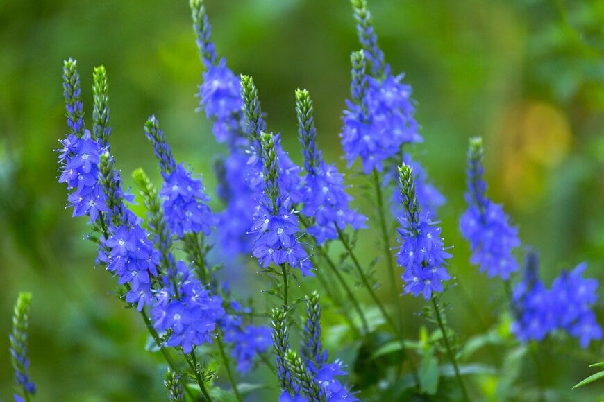 Shchipkova Elena/Shutterstock.com