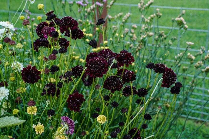 Kathy D. Reasor/shutterstock.com