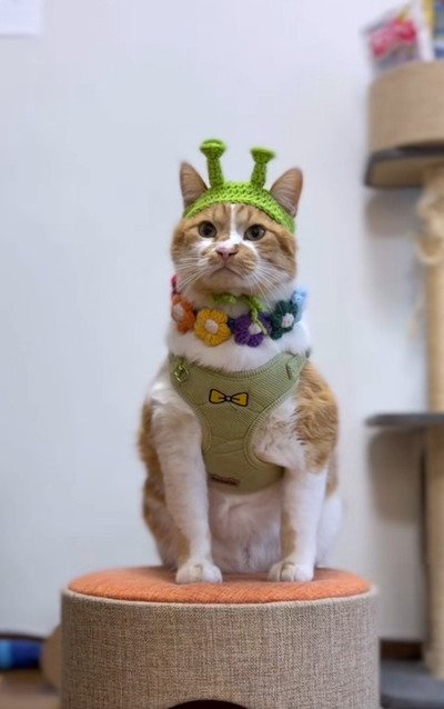 出所：＠monburan_sanpo