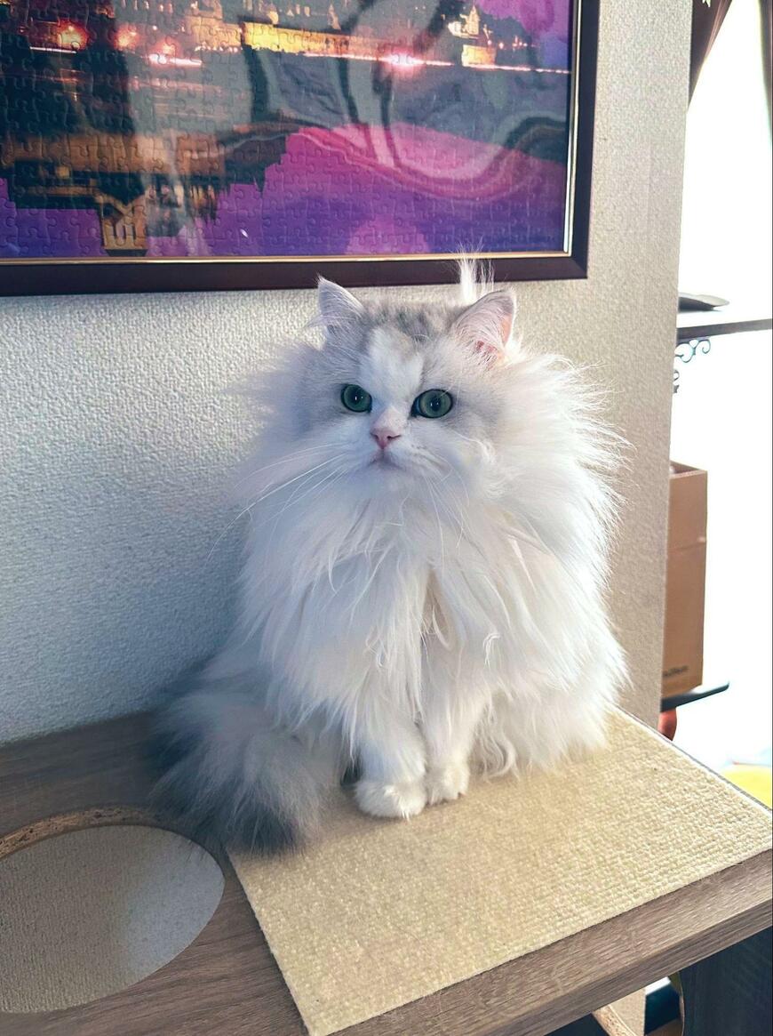 出所：@NEKOLAND13