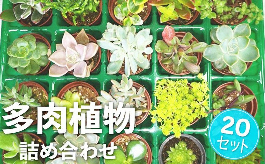 【ふるさと納税返礼品】ガーデニング好きさん必見！「多肉植物苗詰め合わせ」「季節の花苗セット」