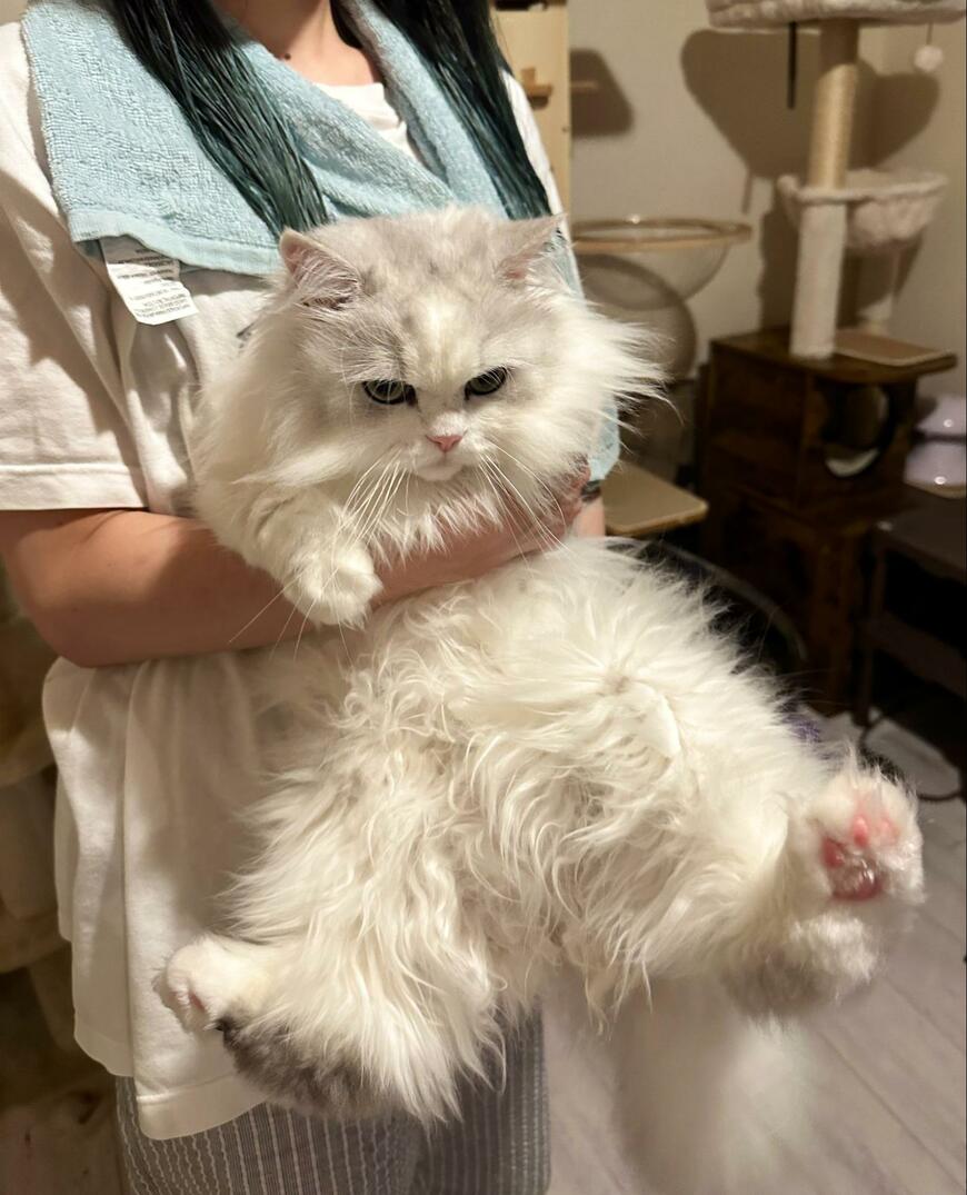 出所：@NEKOLAND13