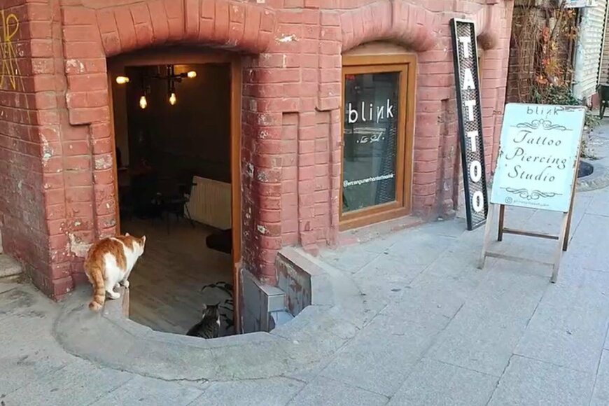 トルコ・イスタンブールの「猫あるある」が話題　タトゥー店の前にいる猫は…