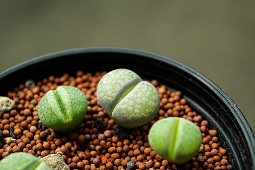 neokitt/Shutterstock.com