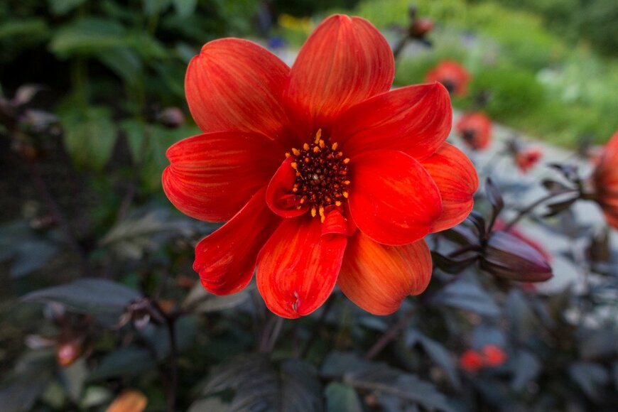 銅葉ダリア　　mirror-images/istockphoto.com