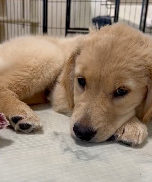 出所：@pu_channeldesu