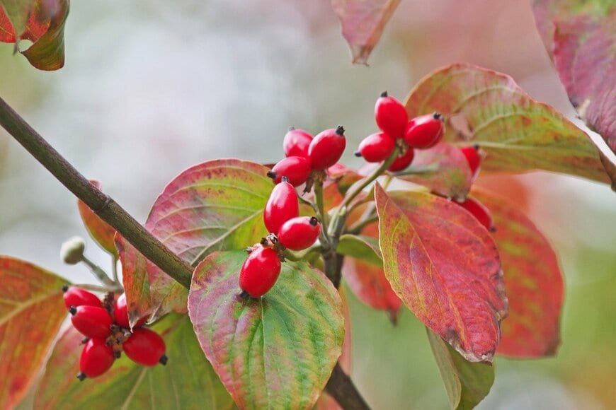 igaguri_1/istockphoto.com