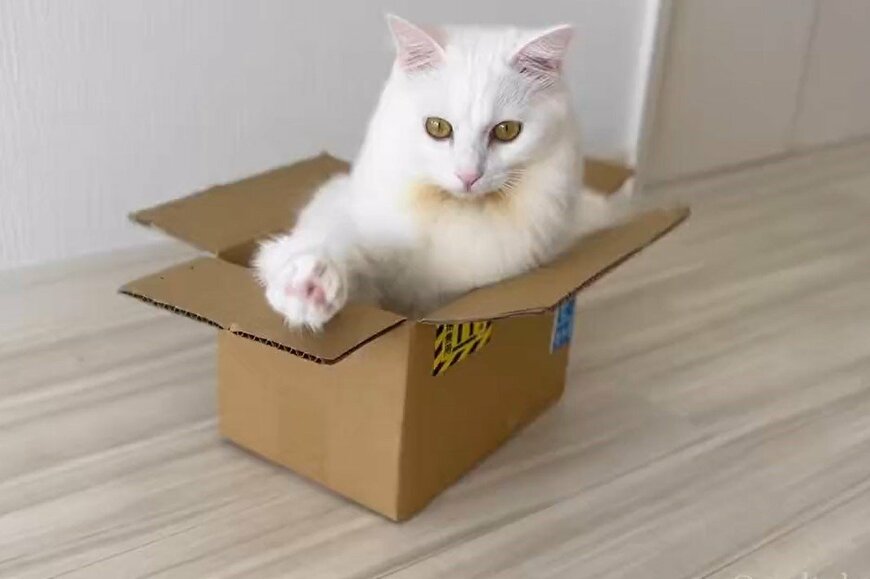 元保護猫さんのやんちゃ姿にホッコリ「こうして部屋が散らかる」