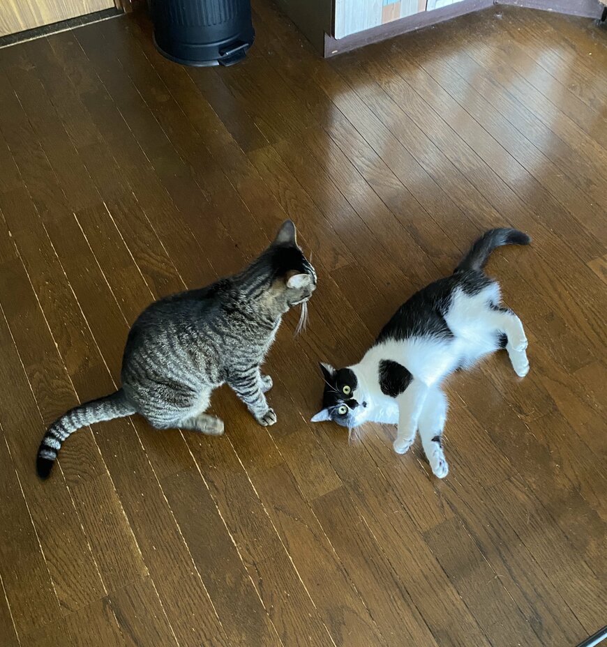 出所：@00shitemita