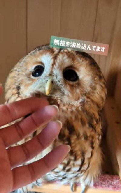出所：@mori_luna_tawny_owl
