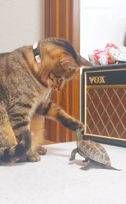 出所：＠kusa.kame.gunso