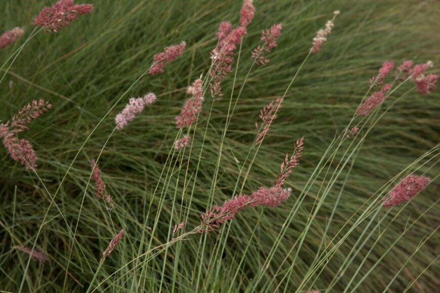 Gonzalo de Miceu/shutterstock.com