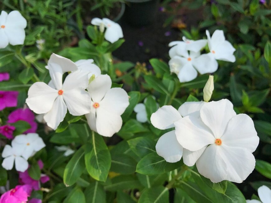 Eakvoraseth/shutterstock.com