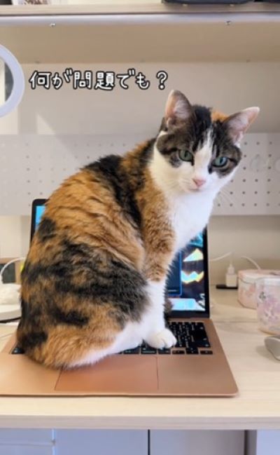 出所：@mochimochi_brothers