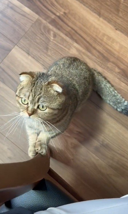 出所：@ponpokopontanu