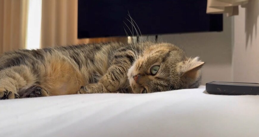 出所：@chopachabi81