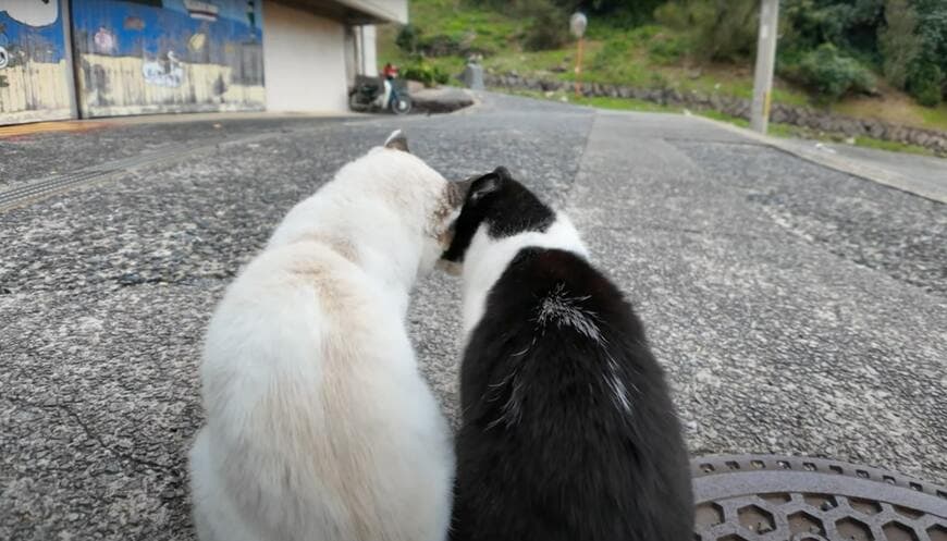 出所：@ImpressedCatVideo