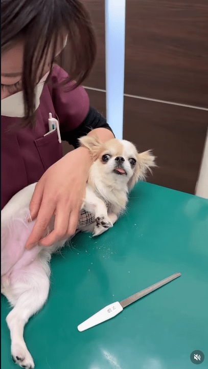 @idea_animal_hospital
