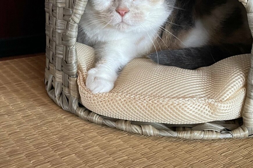 籠ベッドから顔を覗かせるまんまる顔の猫がかわいいとTwitterで話題に！