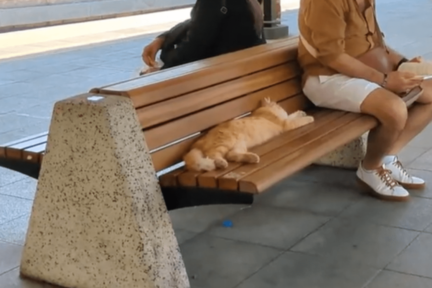 駅のベンチでくつろぐ猫　リラックスする様子に「一緒に昼寝したいなぁ」