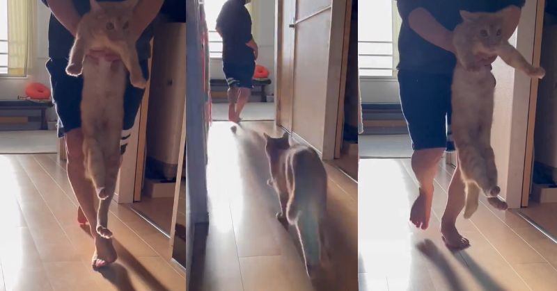 投稿動画のワンシーン