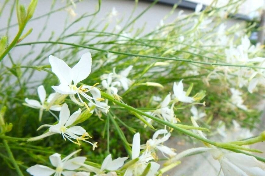 白い花を咲かせている、ガウラ