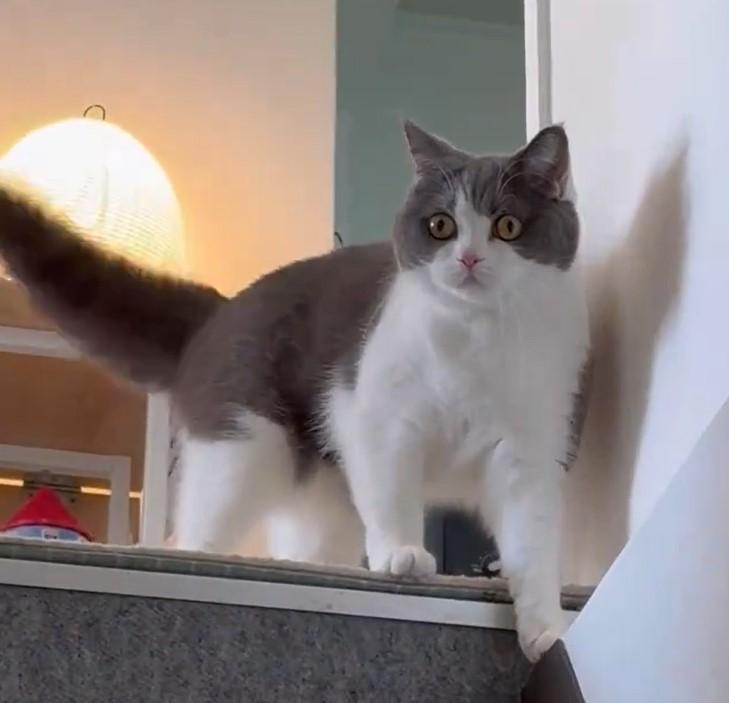 しっぽがふさふさの猫