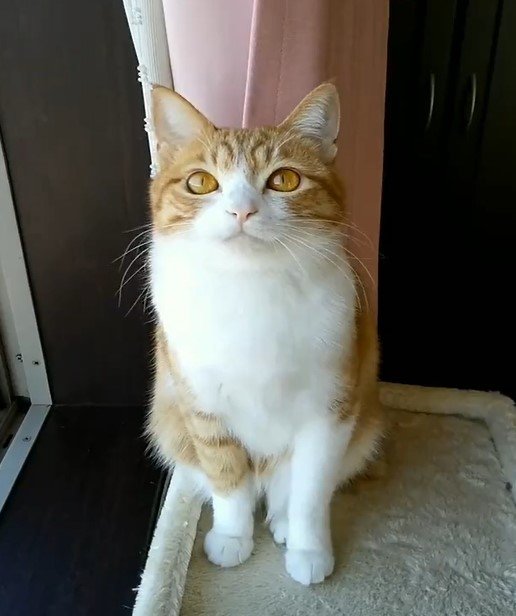 カメラ目線の猫