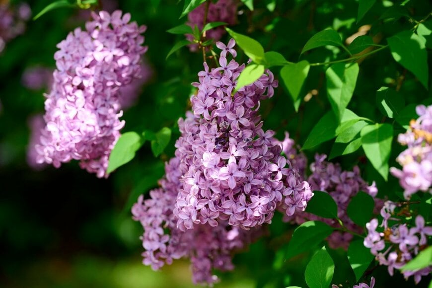 紫のライラックの花が咲いている