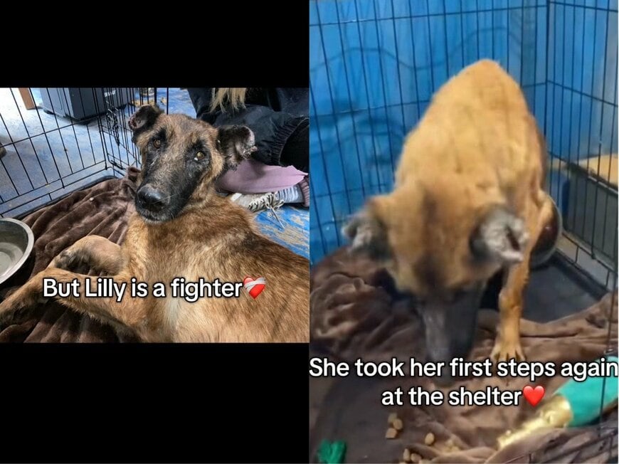 出所：<u><a href="https://www.instagram.com/p/DXqu8KZCPx9/" target="_blank">@bronxfamiliaanimalshelter</a></u>