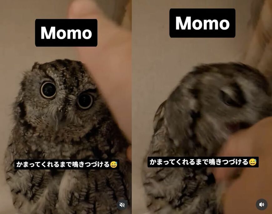 投稿動画のワンシーン