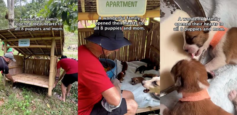 レスキューが用意した小屋と、食事をする子犬たちの様子