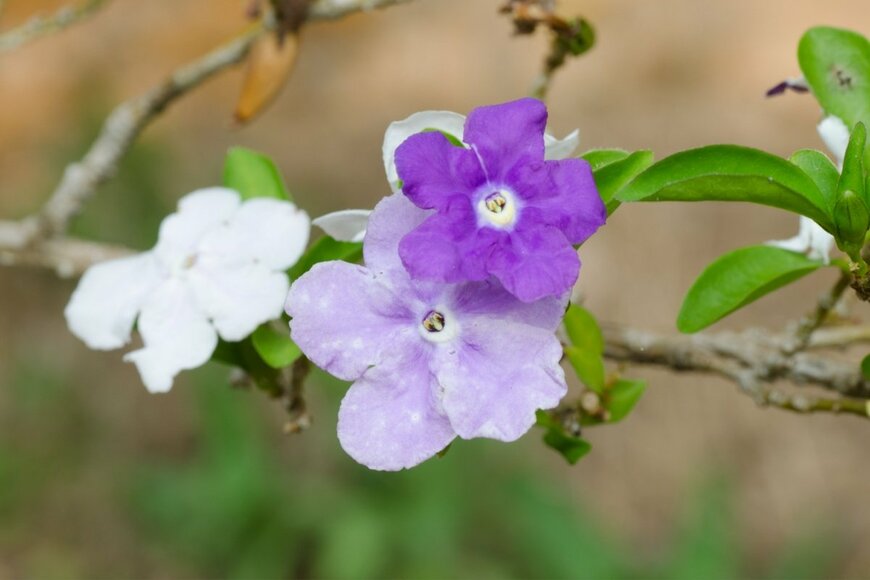 ニオイバンマツリの花が咲いている
