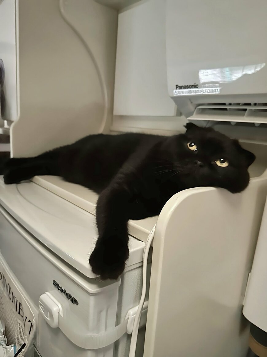 送風モードに気づく猫