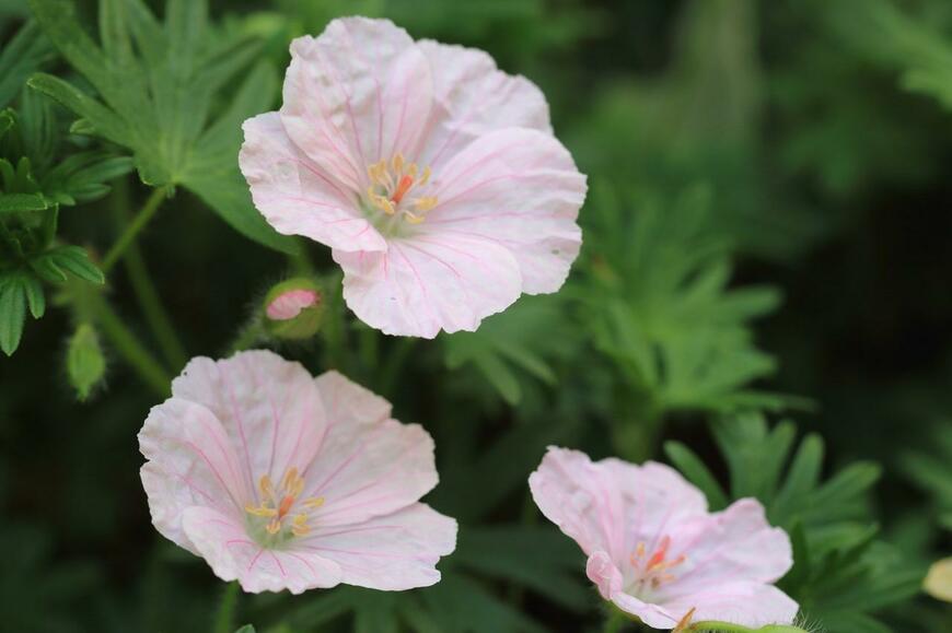 淡いピンク色の花を咲かせているアケボノフウロ