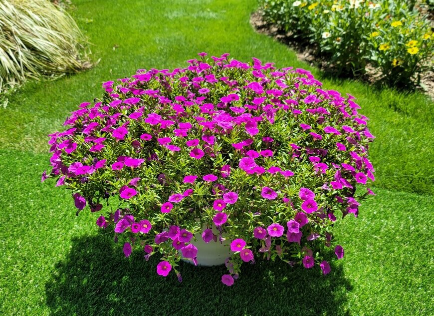 筆者の芝生の庭の写真