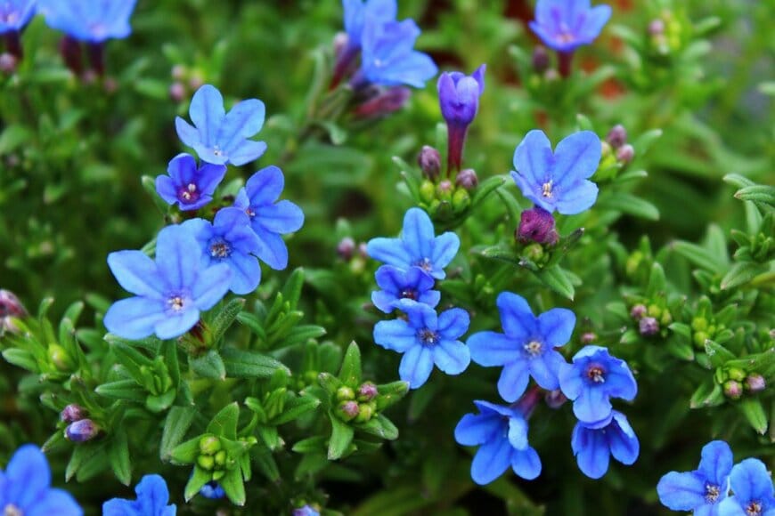 済んだ青のミヤマホタルカズラの花々