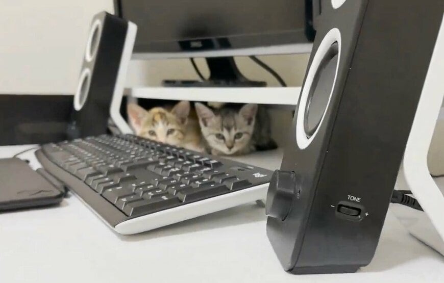 警戒しまくる猫