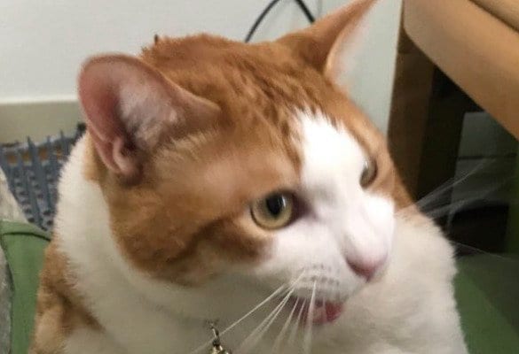 ブチ切れてるようなふうたくん