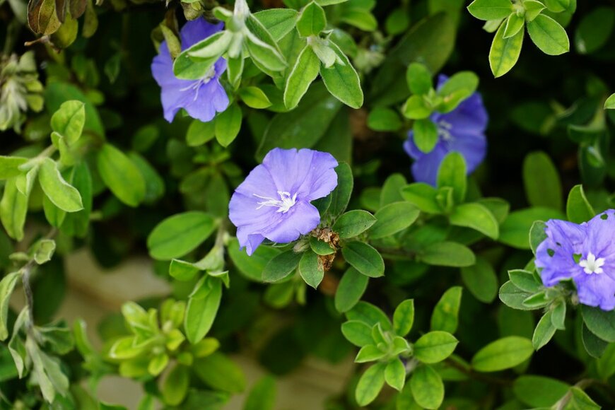 美しいブルーの小花が咲くエボルブルス